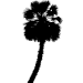 Picture of Palm Tree  4 (Vinyl Wall Decals: Tree Silhouettes)